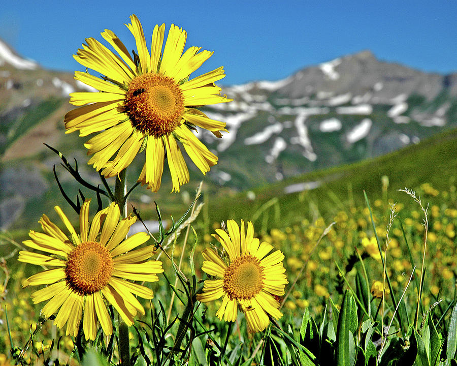 Sunflower Photograph - Guardian of the Mountain Top by George Buxbaum