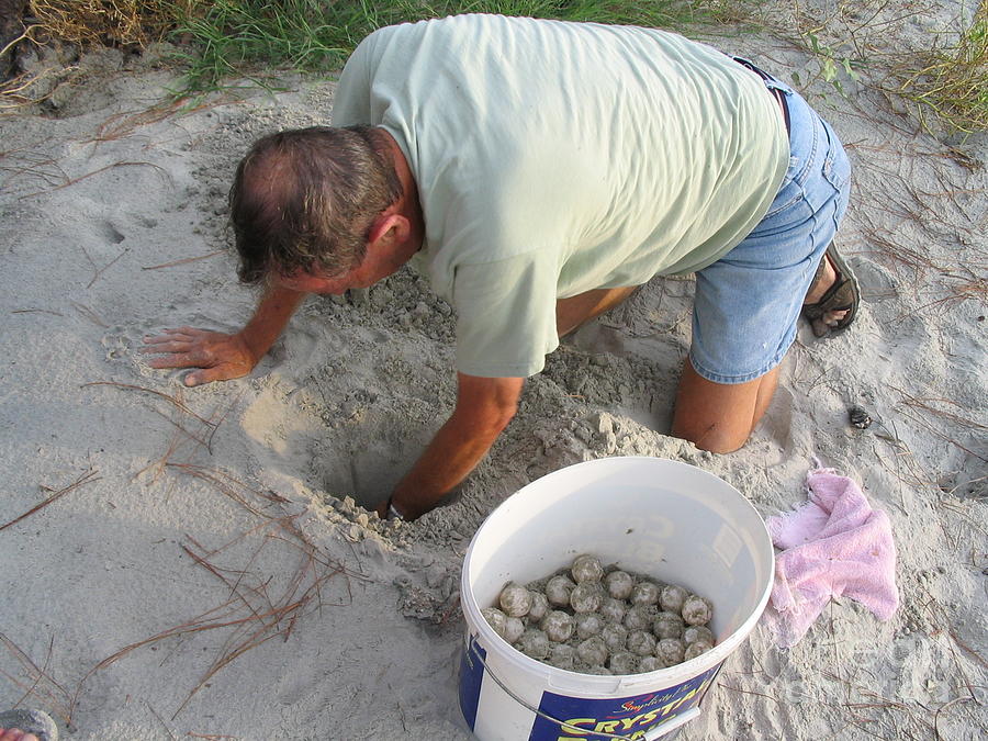 Guardian Of The Sea Turtle Eggs  Photograph by Paddy Shaffer