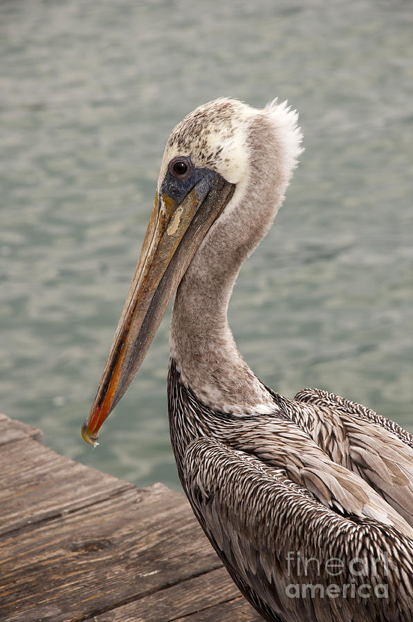 Guardian Pelican Photograph by Brenda Kean