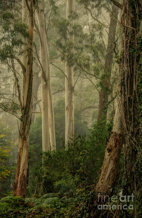 Tree Photograph - Guardians of The Mist by Philip Johnson