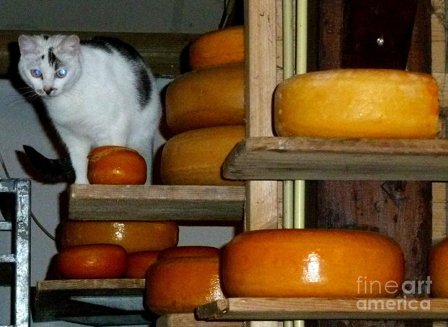 Guarding Cheese Photograph by Anna and Sergey