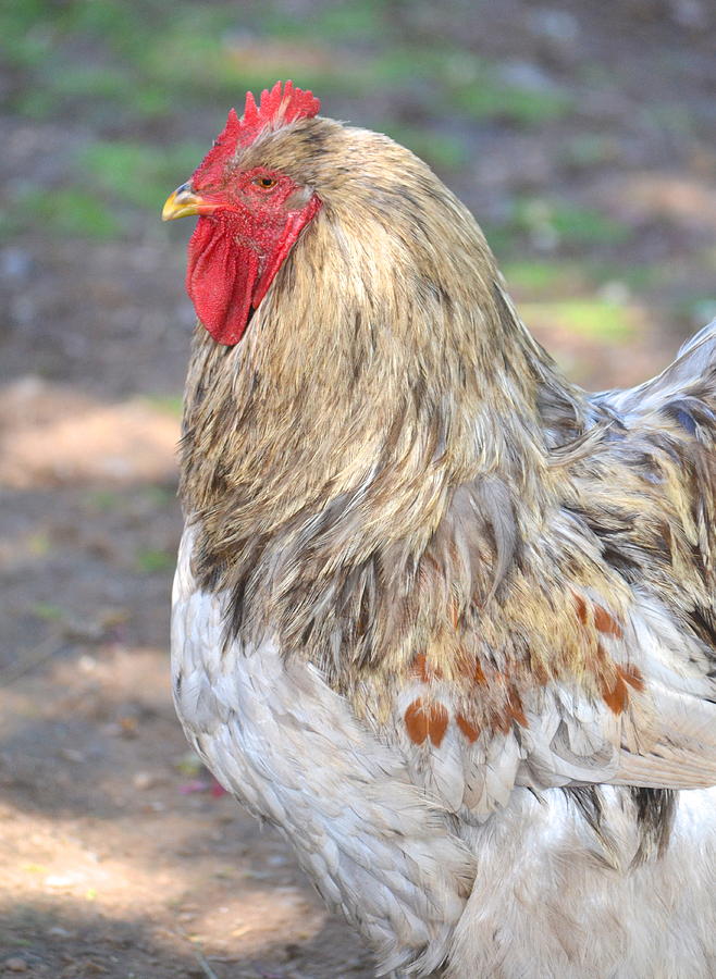 Guarding The Hens Photograph by Marjorie Tietjen - Fine Art America