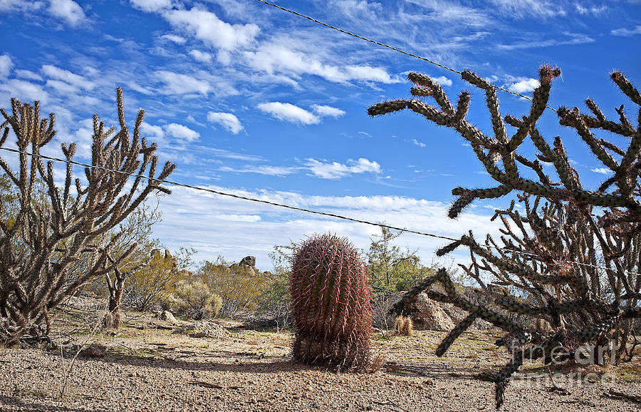 Guarding the Line in the Sonoran Desert Photograph by Lee Craig