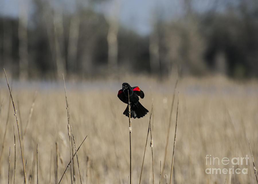 Guarding The Marsh Photograph by Dan Hefle