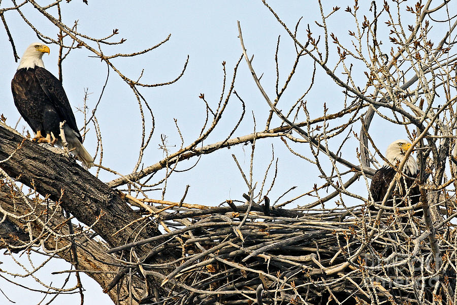 Guarding the Nest Photograph by Bob Hislop