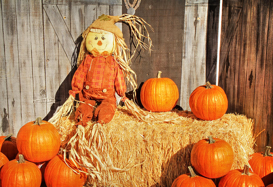 Holiday Photograph - Guarding the Pumpkins by Donna Kennedy