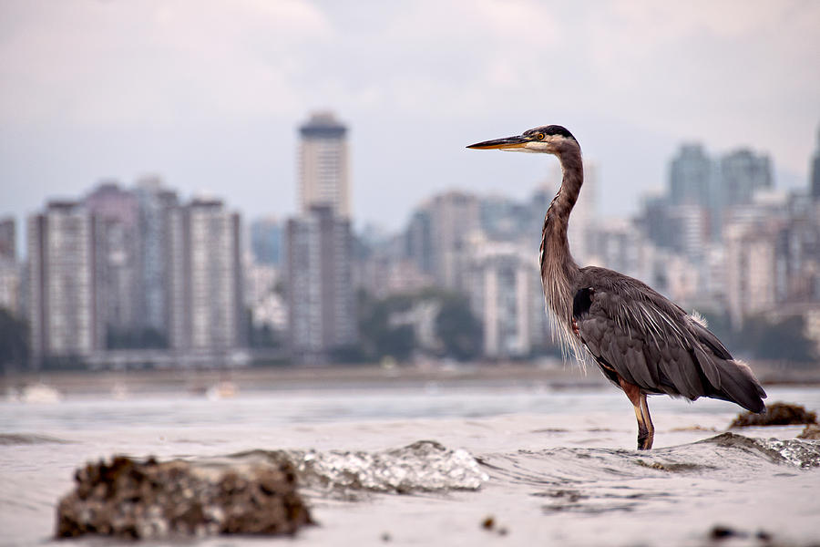 Nature Photograph - Guarding Vancouver by James Wheeler