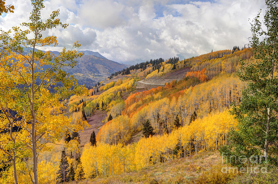 Fall Photograph - Guardsman Pass Aspen - Big Cottonwood Canyon - Utah by Gary Whitton
