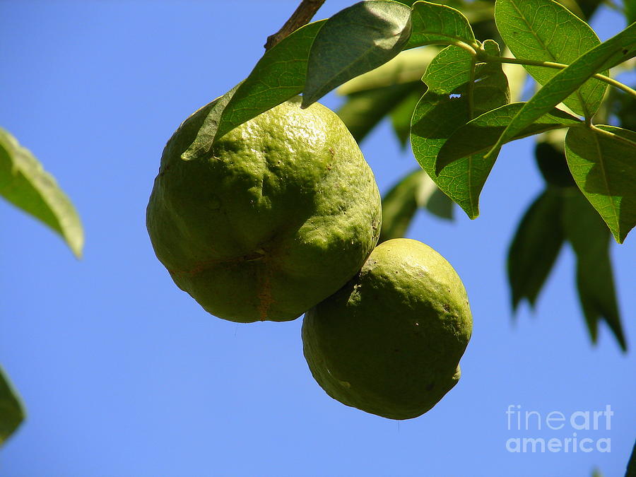 Tree Photograph - Guava by Lew Davis