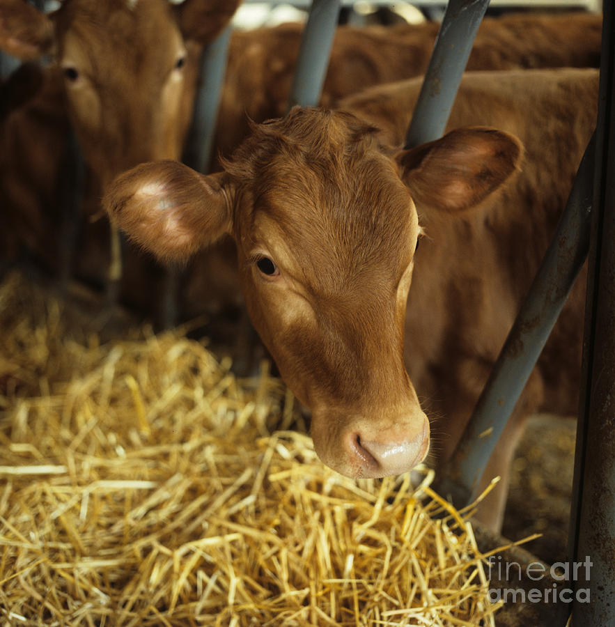 Cow Photograph - Guernsey Calf by Nigel Cattlin