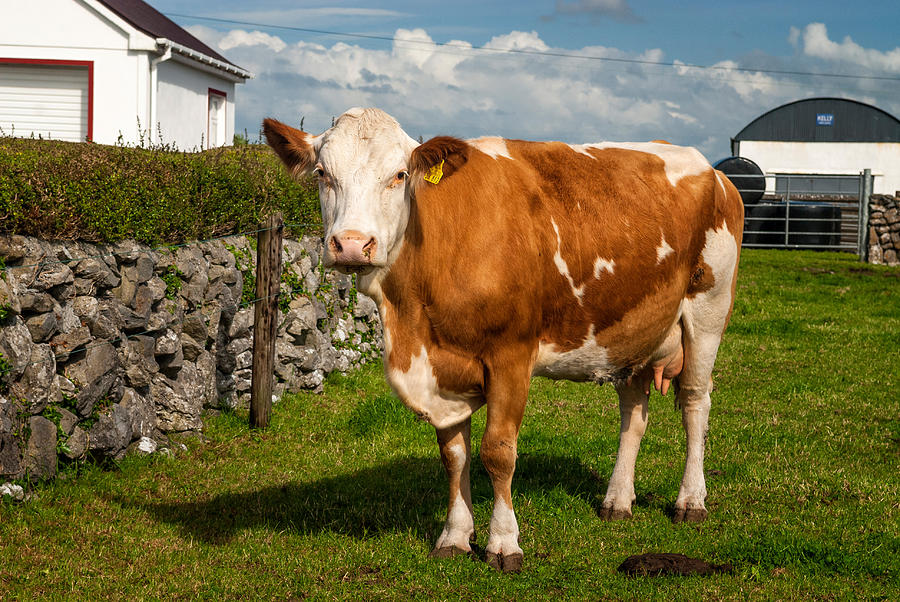 Guernsey Cow, Gort, Ireland Photograph by James Steinberg