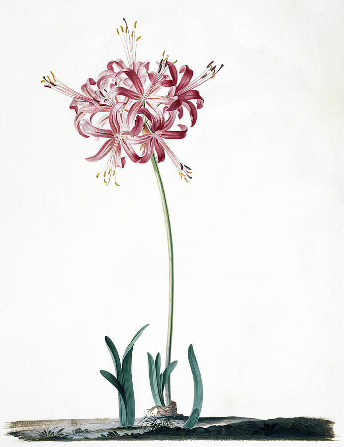 Guernsey Lily (nerine Sarniensis) Photograph by Natural History Museum, London/science Photo Library