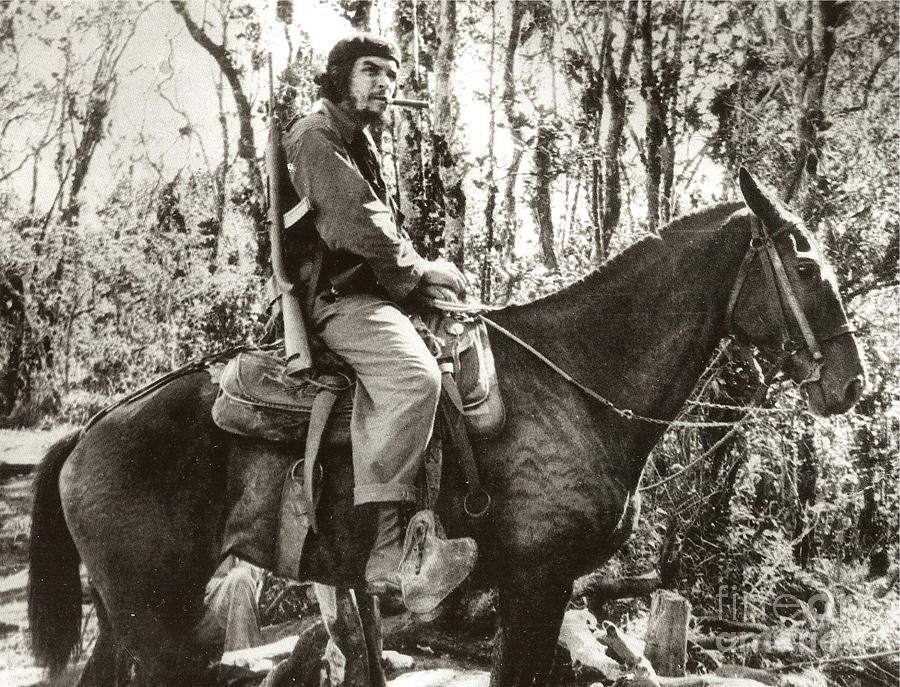 Guevara atop a mule Photograph by Celestial Images
