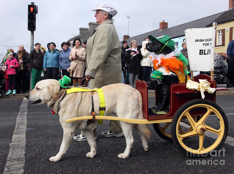 Guide Dog Photograph - Guide Dog St Patricks Day Parade by Ros Drinkwater