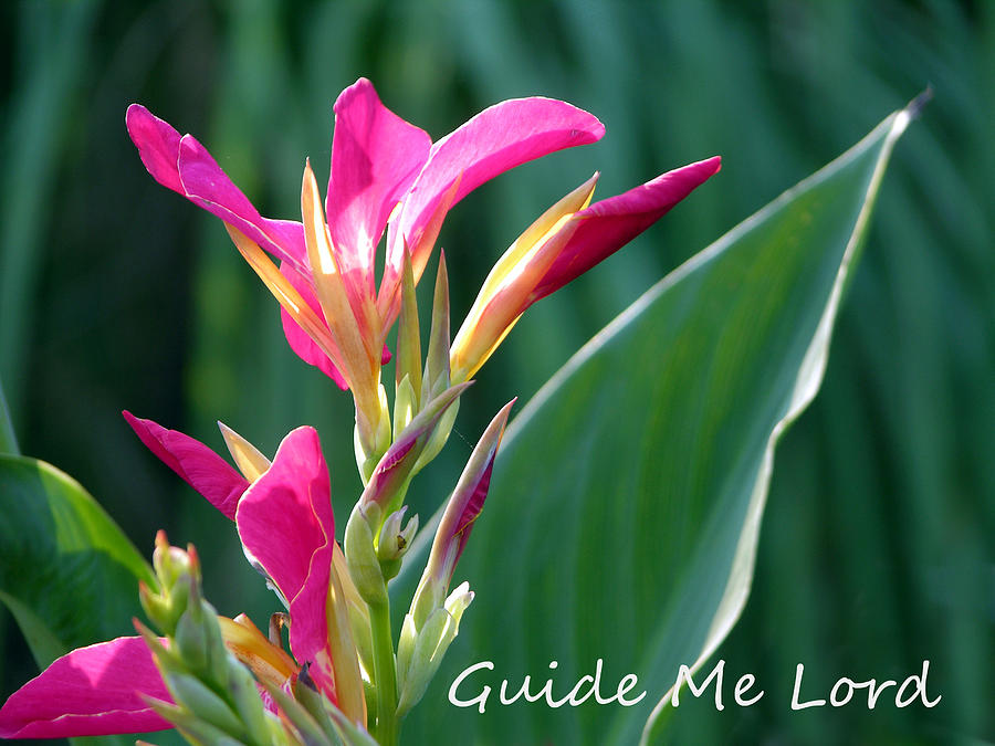 Flower Photograph - Guide Me Lord by John Lautermilch
