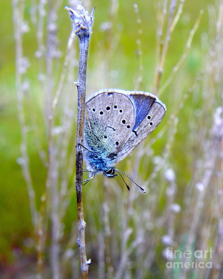 Guilded Blue Photograph by KD Johnson