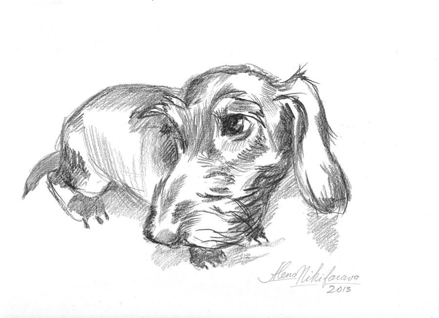 Guilty-looking young wire-haired dachshund Drawing by Alena Nikifarava