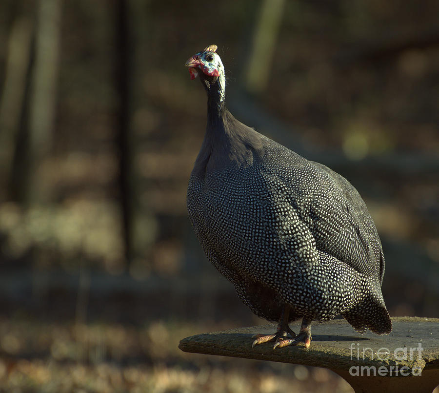 Guinea Chicken Photograph by Donna Brown