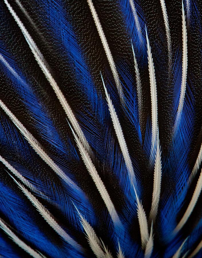 Guinea Fowl Feathers Photograph by David Beebe