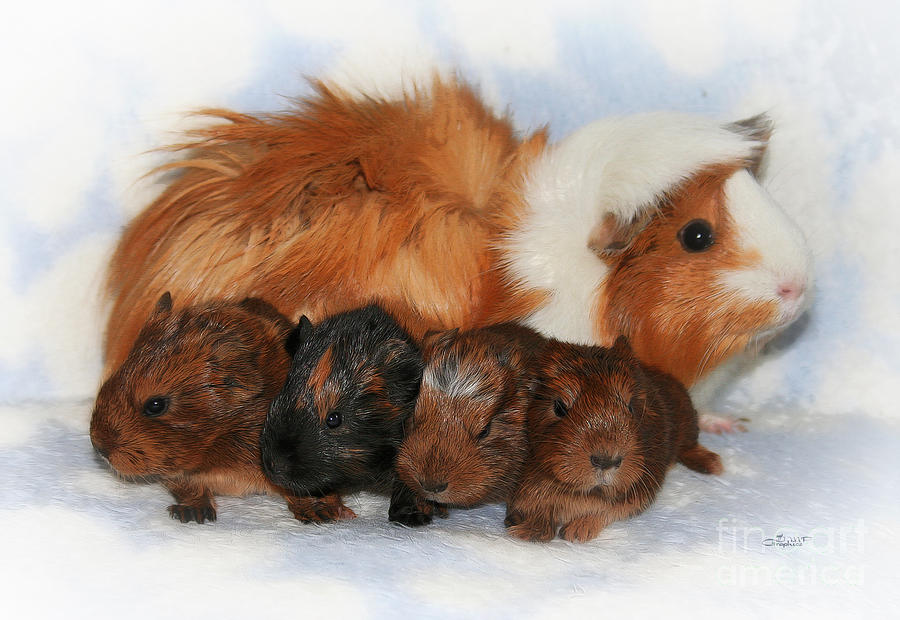 Guinea Pig Family Photograph by Jutta Maria Pusl