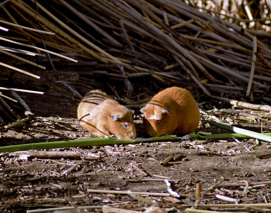 Livestock Photograph - Guinea Pig Livestock at Lake Titicaca Peru by Jared Bendis