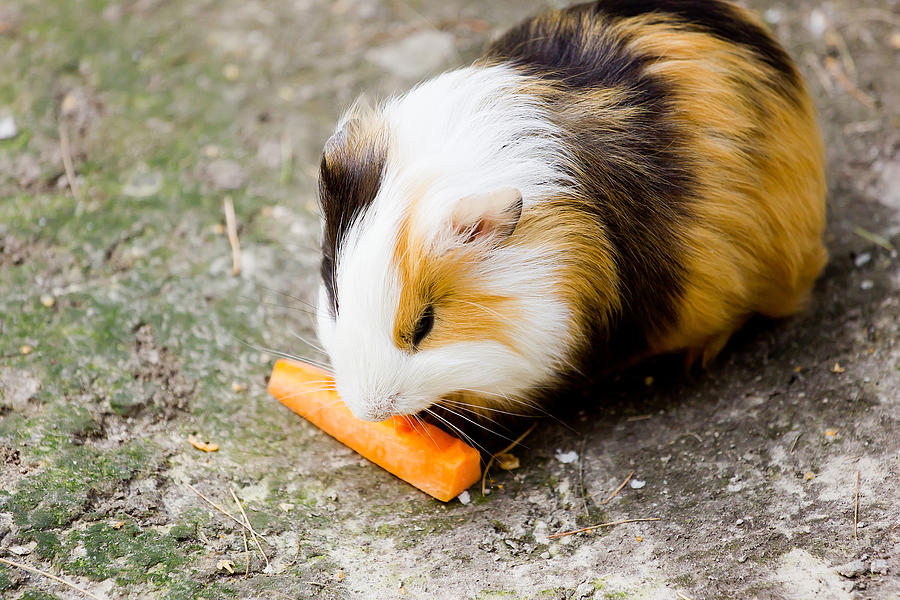 Edvard Munch Photograph - Guinea Pig by Pati Photography