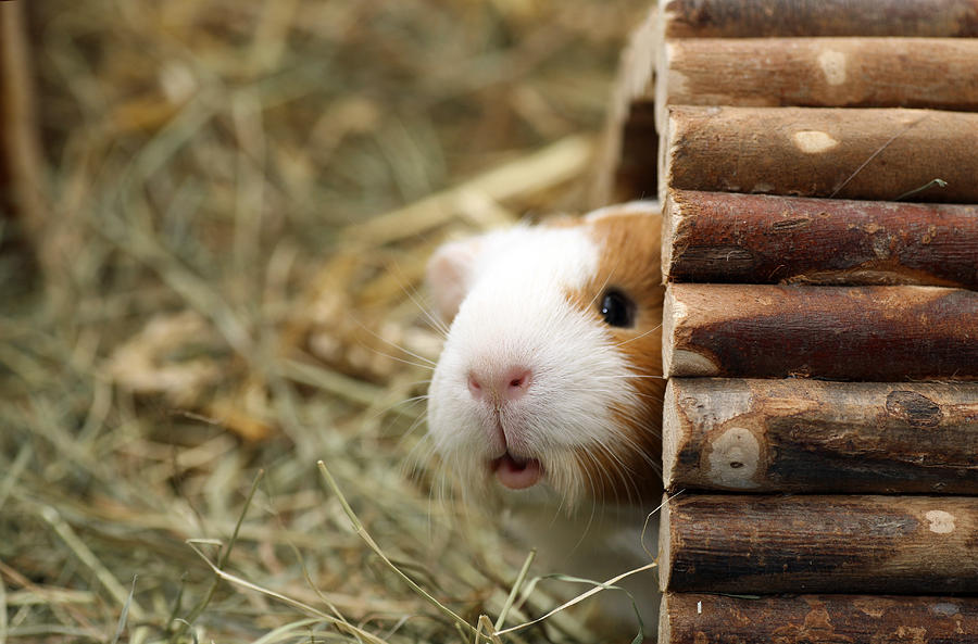 Guinea pig peeking out of his hut Photograph by Kickers