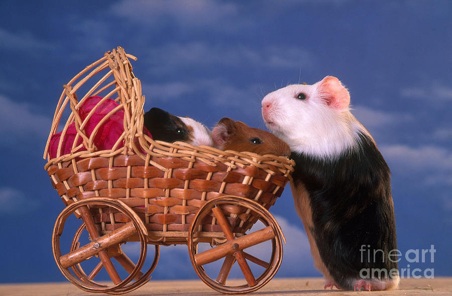 Guinea Pig With Young In Stroller Photograph by Alan and Sandy Carey