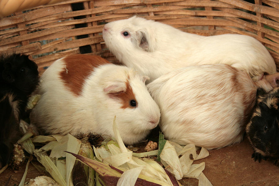 Guinea Pigs in a Basket Photograph by Robert Hamm Fine Art America