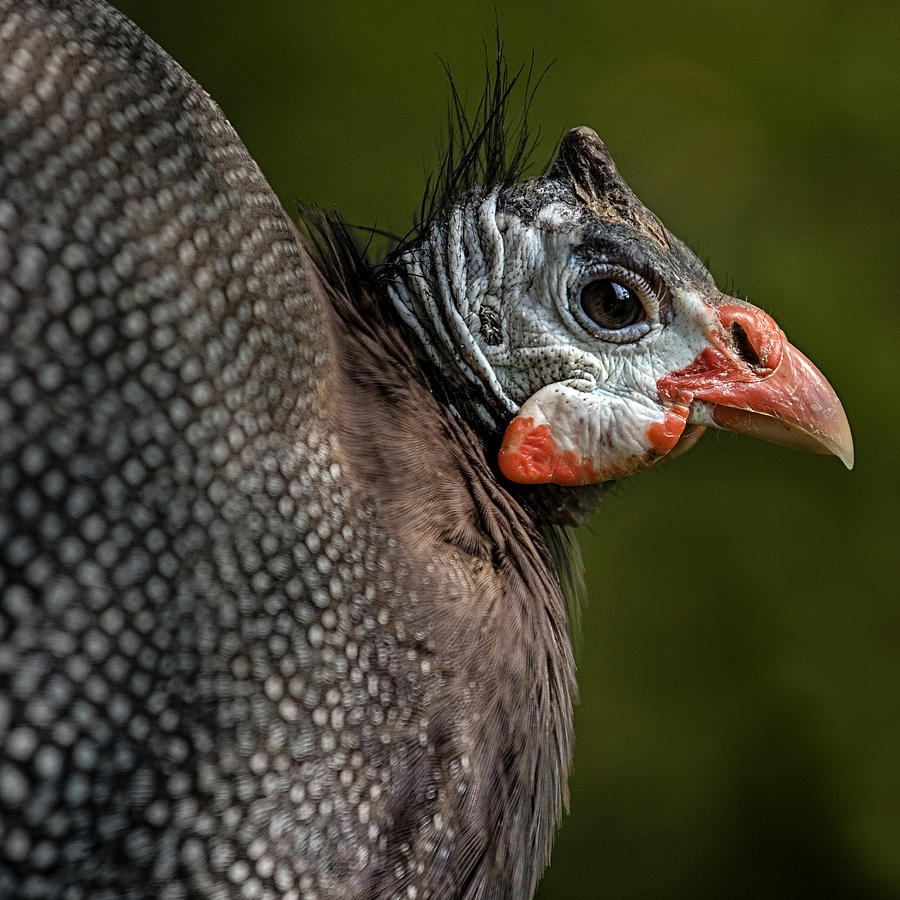 Guineafowl Photograph by Nigel R Bell