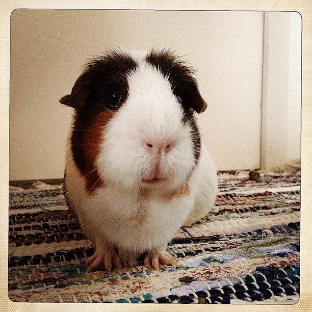 Guineapig Photograph - #guineapig #cavy by Miss Wilkinson