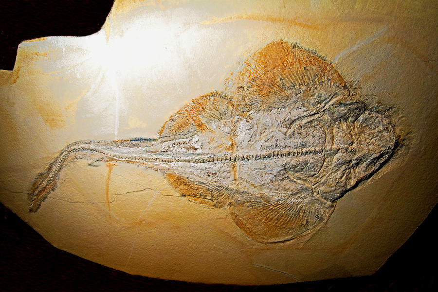 Guitar Fish Fossil Photograph by Millard H. Sharp