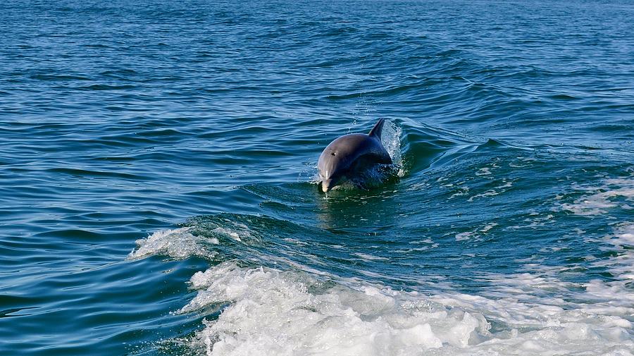 Fish Photograph - Gulf Coast of Mexico Dolphin by Kristina Deane