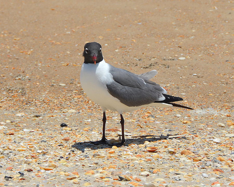 Gulf Coast Seagull  Photograph by Carla Parris