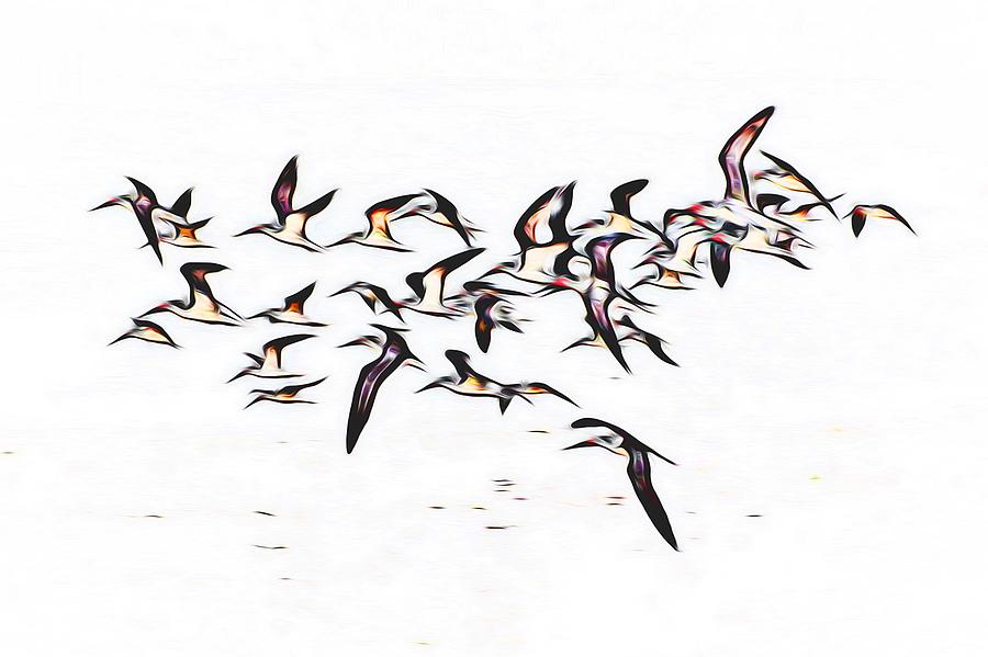 Gulf Coastal Shorebirds Photograph by Scott Cameron