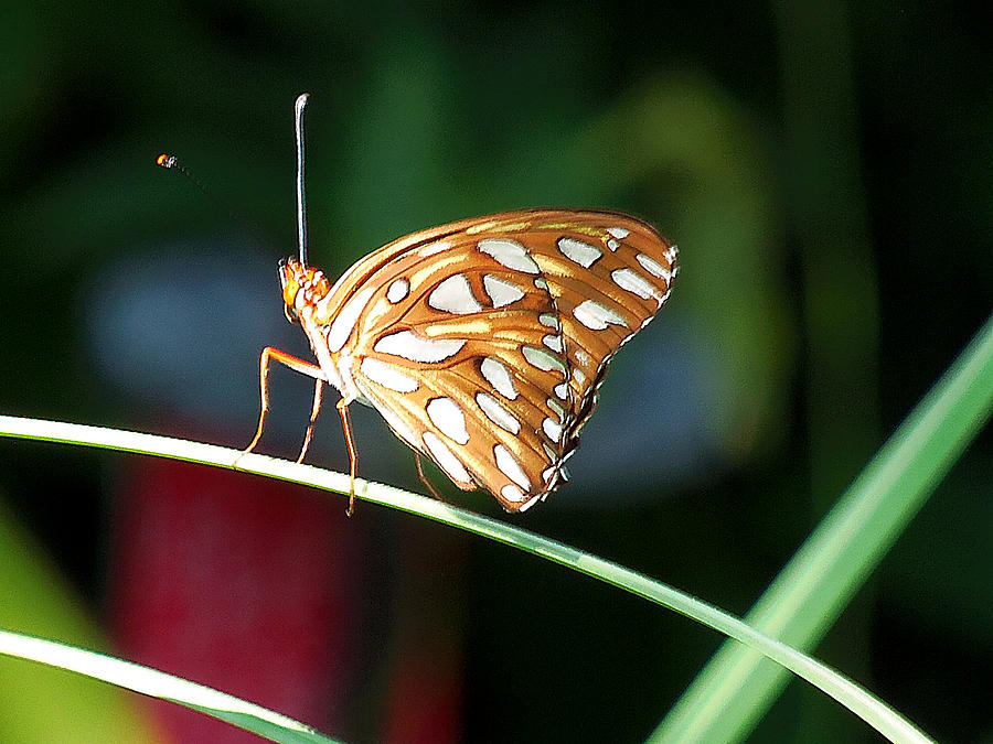 Gulf Fritillary 000 Photograph by Christopher Mercer - Fine Art America