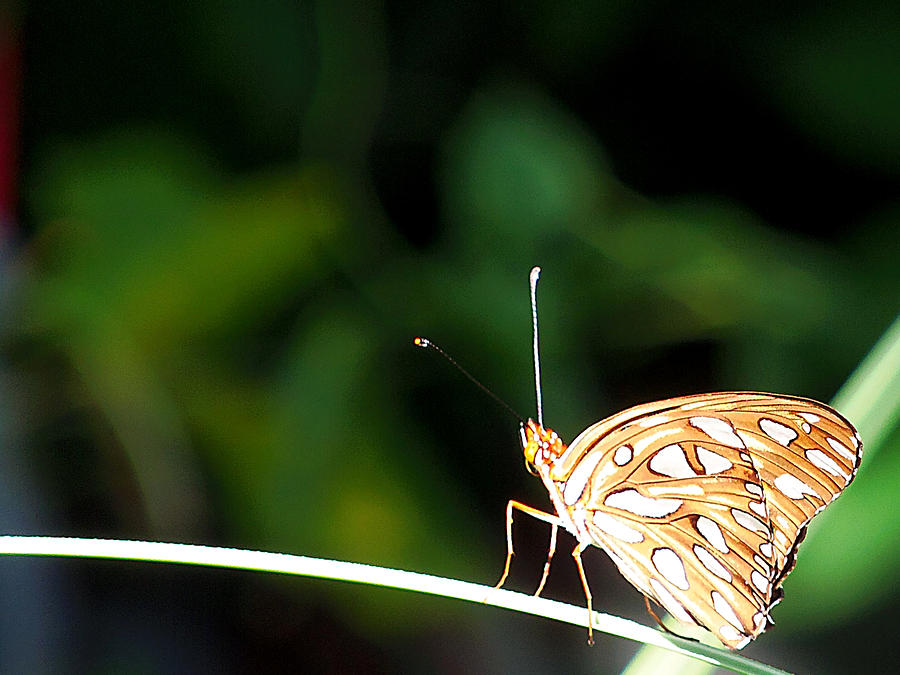 Gulf Fritillary 005 Photograph by Christopher Mercer - Fine Art America