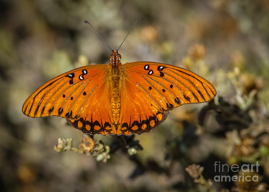 Nature Photograph - Gulf Fritillary aka Passion Butterfly by Kim Michaels