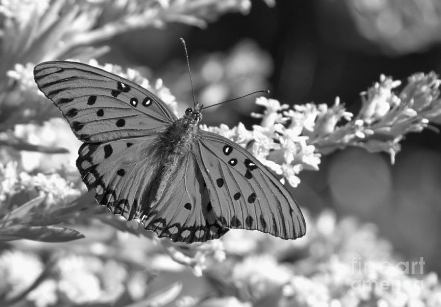 Black And White Photograph - Gulf Fritillary Black And White by Adam Jewell