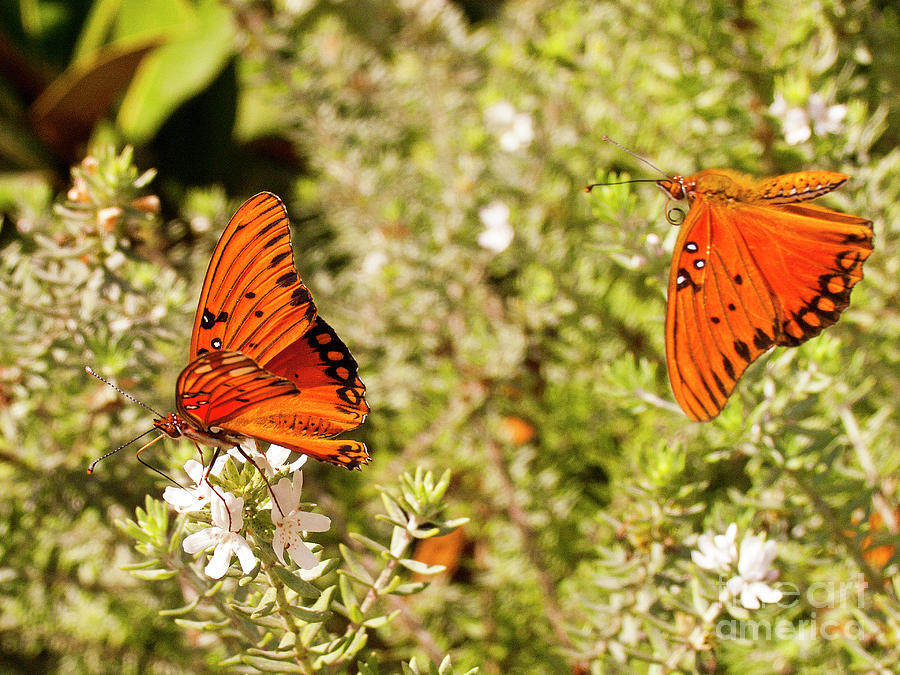 Butterfly Photograph - Gulf Fritillary Butterflies 1 by David Doucot