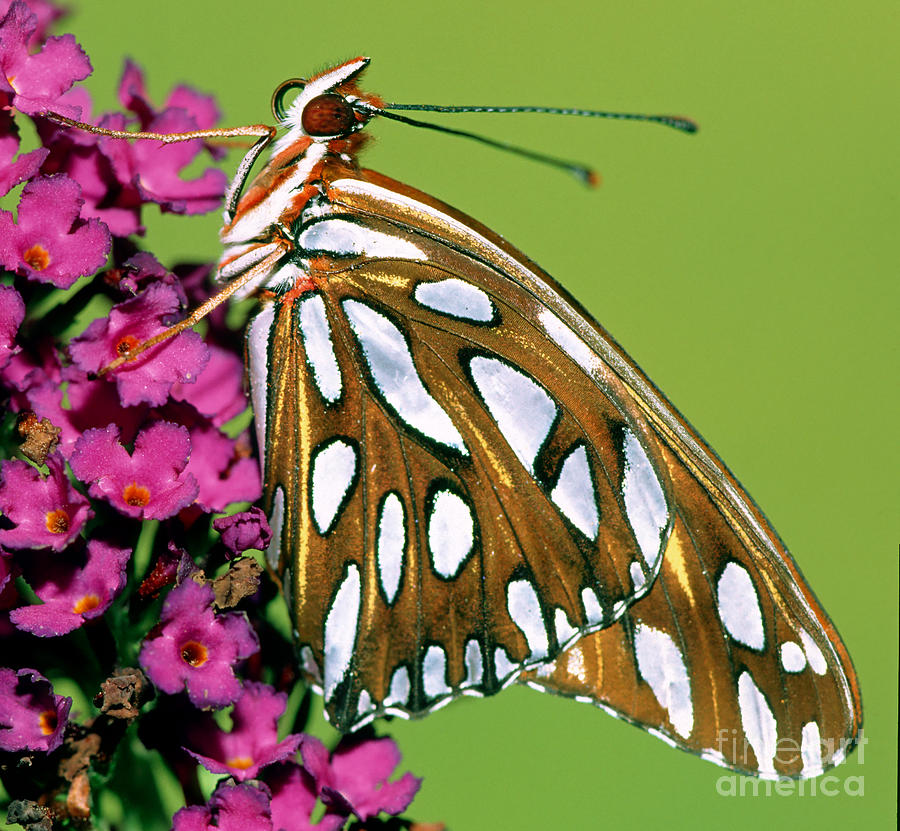 Gulf Fritillary Butterfly Agraulis Photograph by Millard H. Sharp