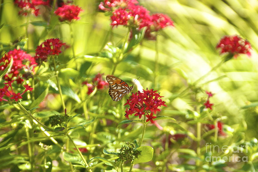Gulf Fritillary Butterfly Photograph by Amazing Jules