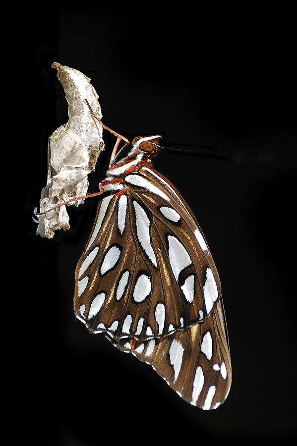 Gulf Fritillary Butterfly and Chrysalis Photograph by Bradford Martin