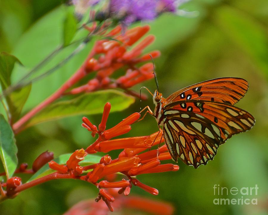 Flower Photograph - Gulf Fritillary Butterfly by AnnaJo Vahle