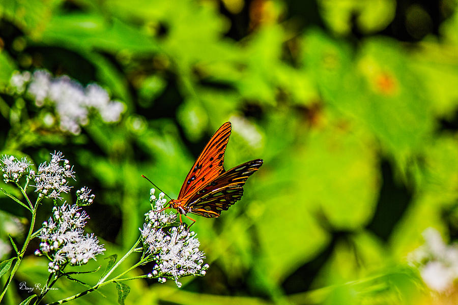 Nature - Macro - Gulf Fritillary Butterfly Photograph by Barry Jones
