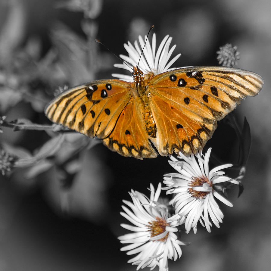 Gulf Fritillary Butterfly Photograph by Carolyn Marshall