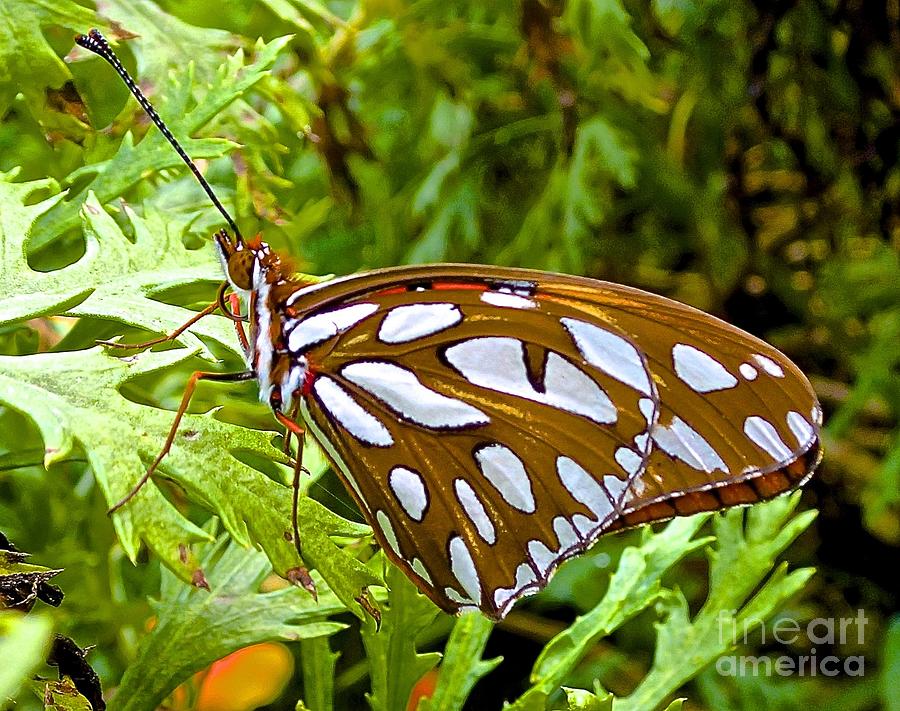 Good Morning Gulf Fritillary Butterfly Photograph by Cheryl Cutler