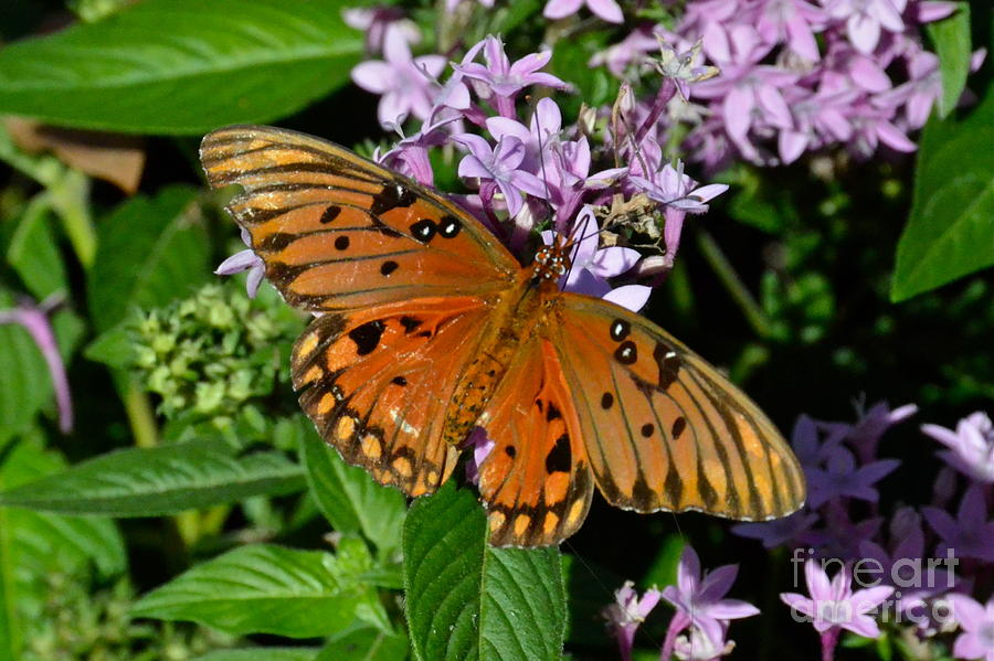 Gulf Fritillary Butterfly Photograph by Carol  Bradley