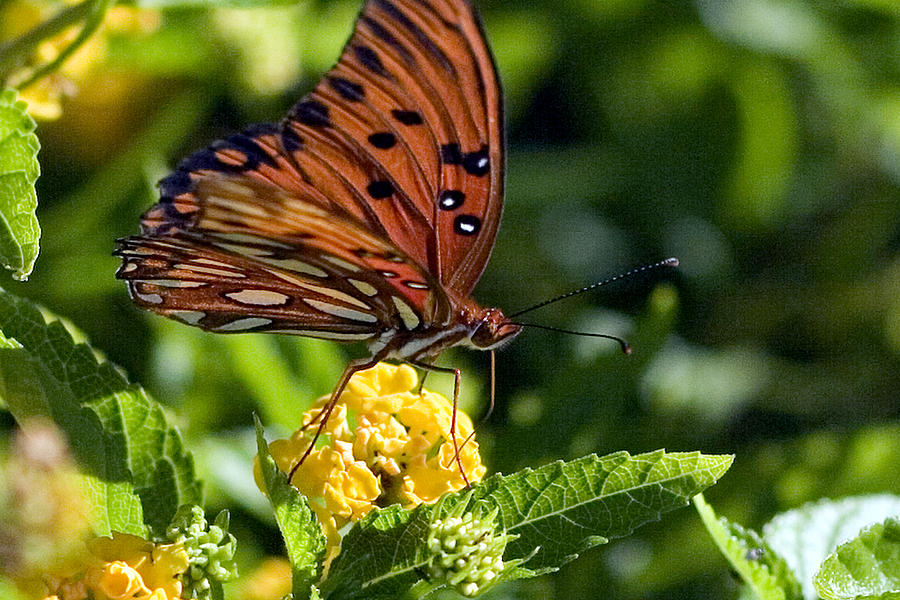 Gulf Fritillary Butterfly Fueling Up Photograph by Gene Walls