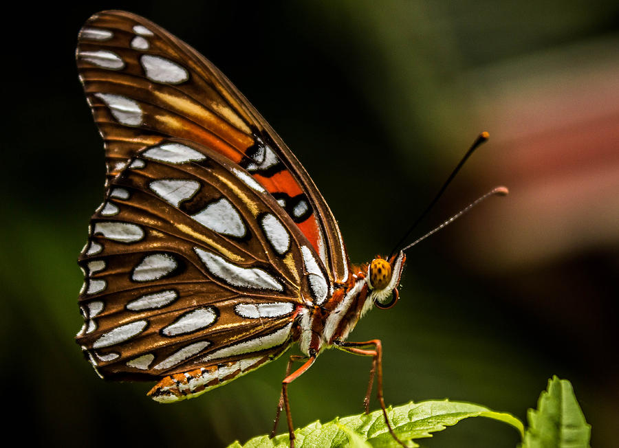 Gulf Fritillary Butterfly Photograph by George Kenhan